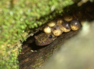 Egg Nest